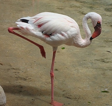 a beautiful flamingo by the salt lake larnaca